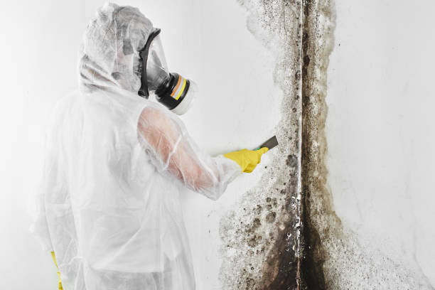 Best Crawl Space Mold Removal  in Ilco, WA