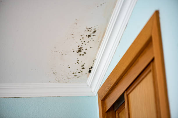 Best Certified Mold Removal  in Ilco, WA