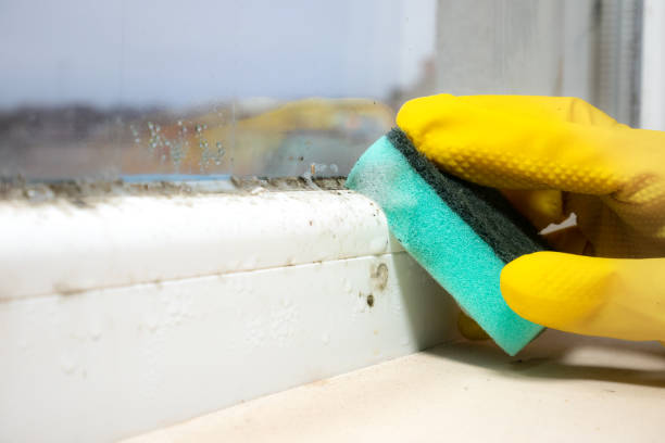 Best Mold Inspection  in Ilco, WA