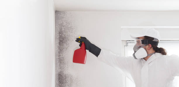 Best Attic Mold Removal  in Ilco, WA