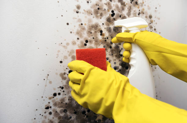 Attic Mold Removal in Ilwaco, WA