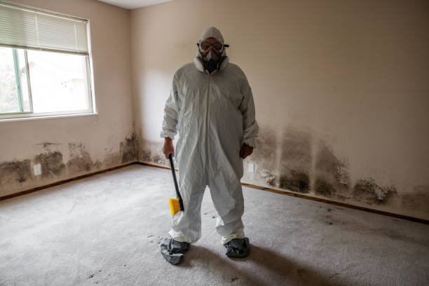 Best Professional Mold Removal  in Ilco, WA