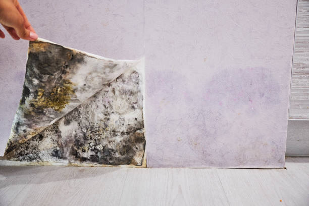 Best Same-Day Mold Removal  in Ilco, WA